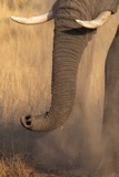 Seba - Elephant Vacuum Seba - Elephant Vacuum